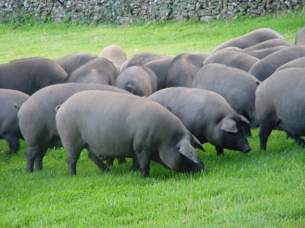 Scopri di più sull'articolo Pata Negra e Bellota